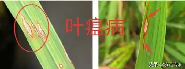 植物病害|稻瘟病的症状及最佳防治方法（水稻稻瘟病用药防治措施）