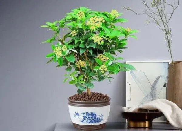 盆景|室内盆栽桂花树好养吗 家养桂花树怎么养才长得好