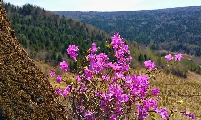 花语|干枝杜鹃花的寓意和象征含义（干枝杜鹃花寓意是什么意思）