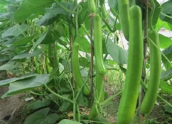 植物百科|瓠瓜耐阴吗