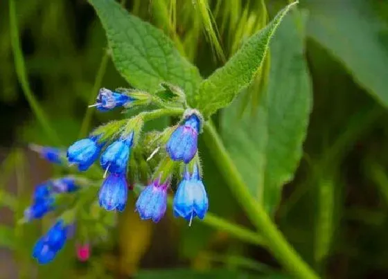 花期|石斛的花期是什么时候