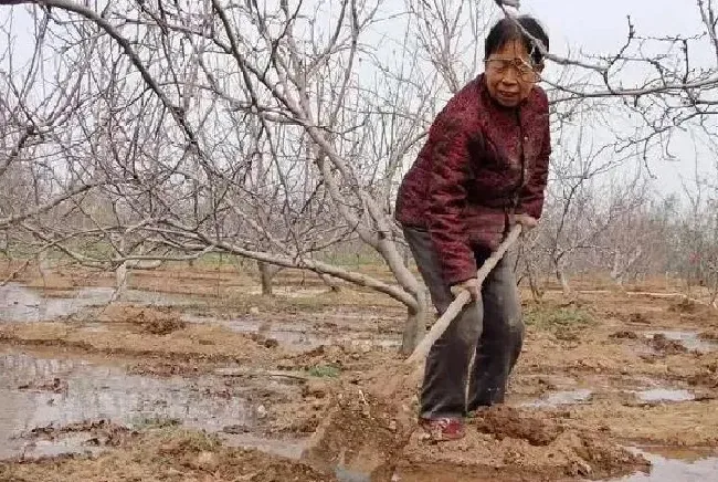 植物浇水|花椒树什么时候浇水合适（移栽花椒树一年浇几次水最好）