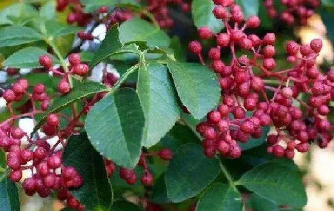 植物浇水|花椒树什么时候浇水合适（移栽花椒树一年浇几次水最好）