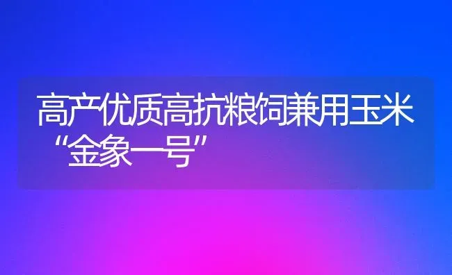 高产优质高抗粮饲兼用玉米“金象一号” | 粮油作物种植