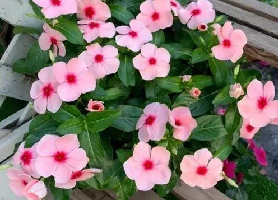 种植方法|长春花怎么种植 栽种时间和方法