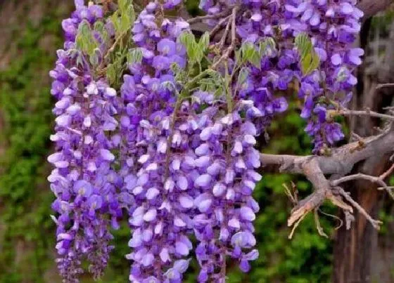 种植管理|紫藤什么季节种植好