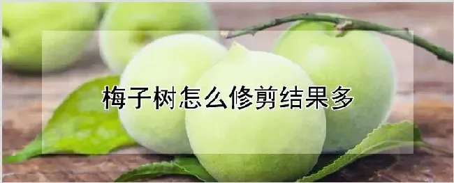 梅子树怎么修剪结果多 | 养殖技术