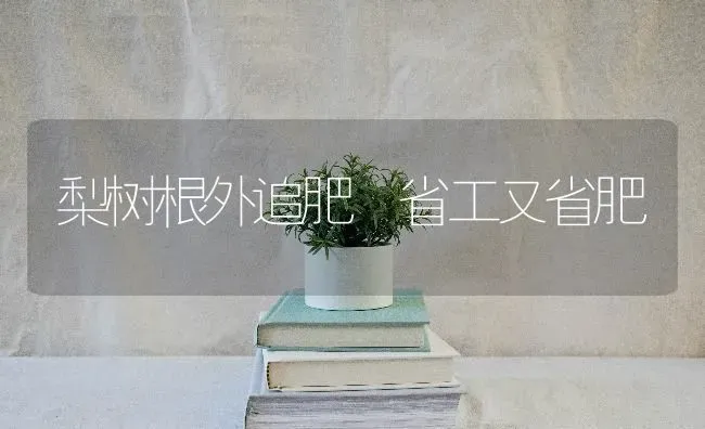 梨树根外追肥 省工又省肥 | 瓜果种植