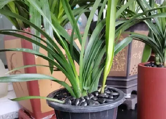 植物修剪|兰花怎么剪枝 修剪方法与时间