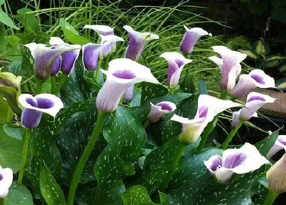 种植土壤|马蹄莲可以地栽吗