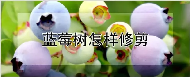 蓝莓树怎样修剪 | 自然知识