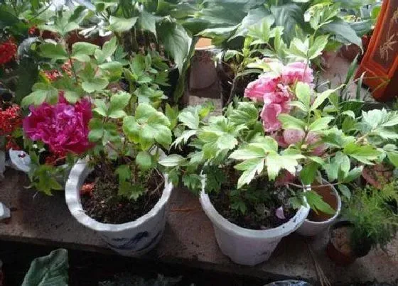 植物产地|牡丹原产地在哪里
