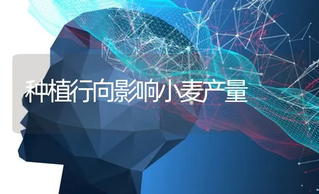 种植行向影响小麦产量 | 粮油作物种植