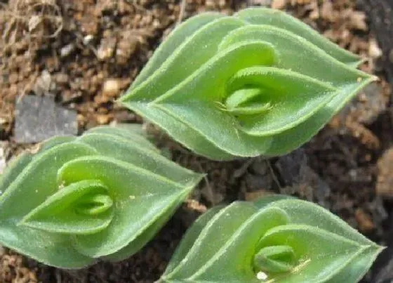 冬天植物|多肉植物冬天怎么养才能安全过冬（多肉应该怎么养活顺利）