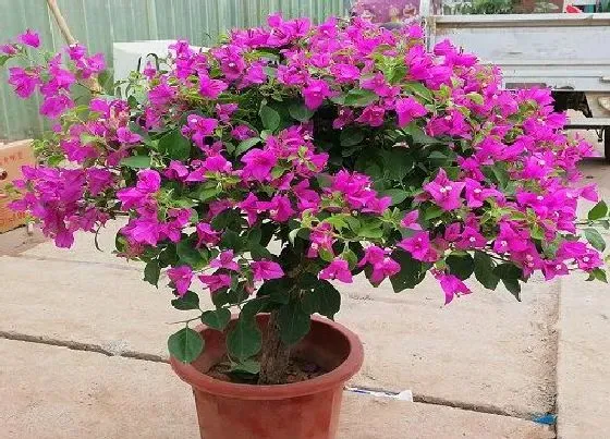 不开花|三角梅只长枝条不开花怎么办（一直疯长不开花怎么回事）