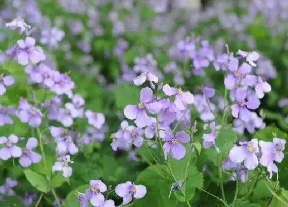 植物毒性|二月兰有毒吗 可以放在室内养吗