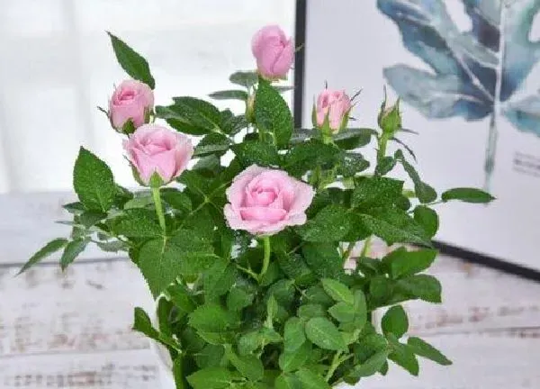 养殖方法|月季花怎么养才开花