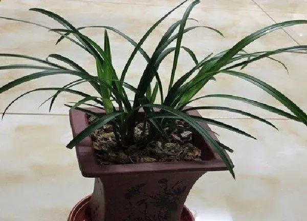 植物浇水|三月份兰花怎样浇水（3月份兰花几天浇水一次不烂根）