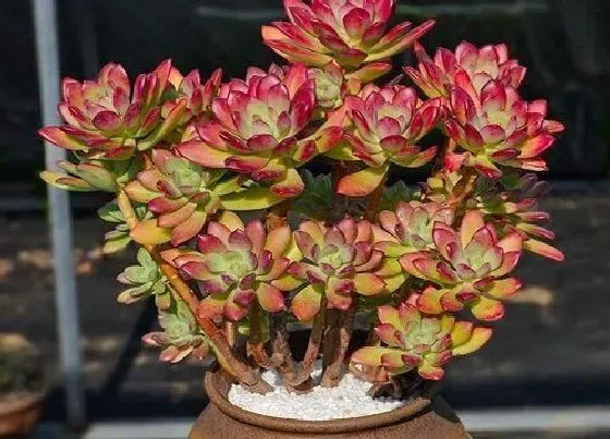 植物毒性|吸财树有毒吗 可以放在室内养吗