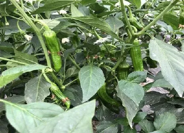 植物浇水|辣椒几天浇一次水 春夏秋冬各不同