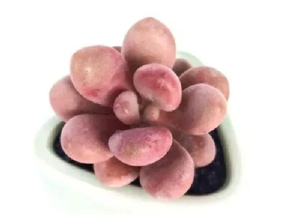 植物浇水|多肉多久浇一次水