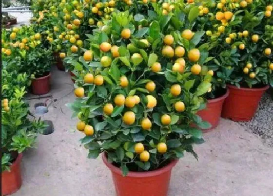 植物修剪|金桔树怎么修剪方法