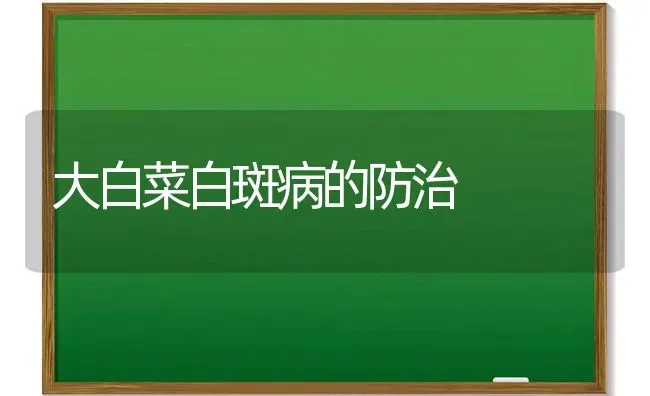 大白菜白斑病的防治 | 蔬菜种植