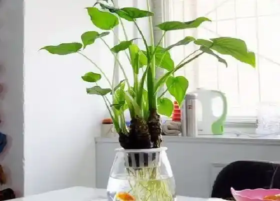种植管理|室内水培植物哪种好养活 适合室内水养的花卉绿植