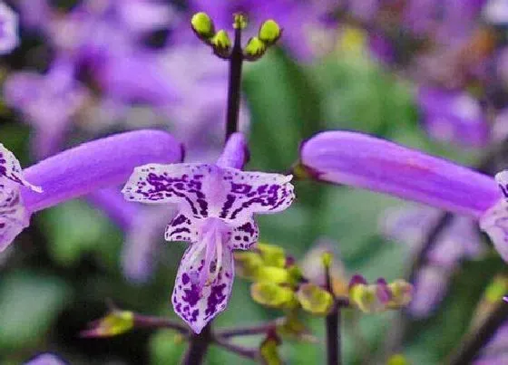 鲜花|薰衣草怎么醒花 薰衣草鲜花养法