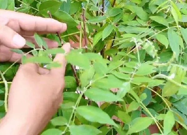 植物发芽|紫藤树什么时候发芽长叶