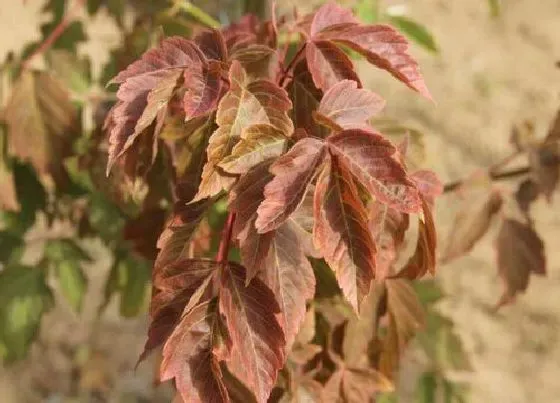 植物修剪|复叶槭怎么修剪 修剪时间与方法