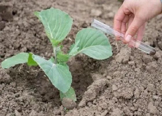 植物施肥|茄子施什么肥好