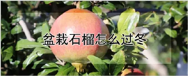 盆栽石榴怎么过冬 | 农业技术