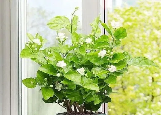 吸甲醛|茉莉花吸甲醛吗