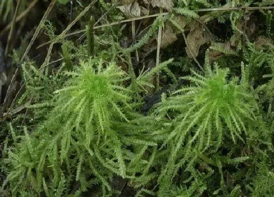 植物排行|苔藓植物有哪些