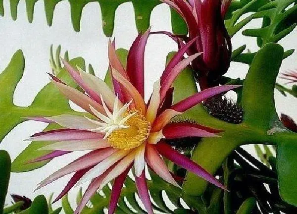 植物浇水|昙花要经常浇水吗