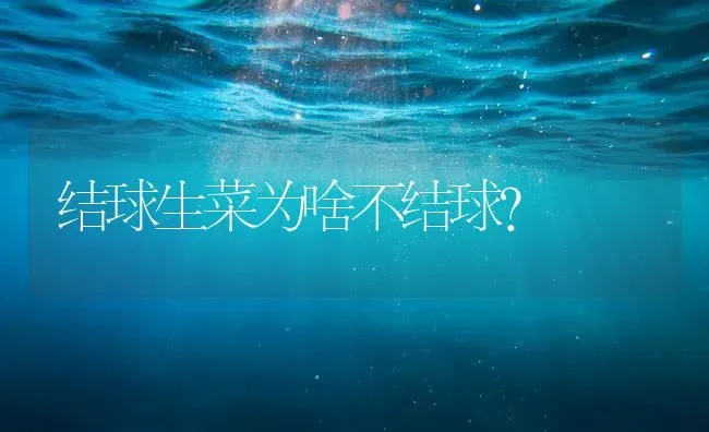 结球生菜为啥不结球？ | 蔬菜种植