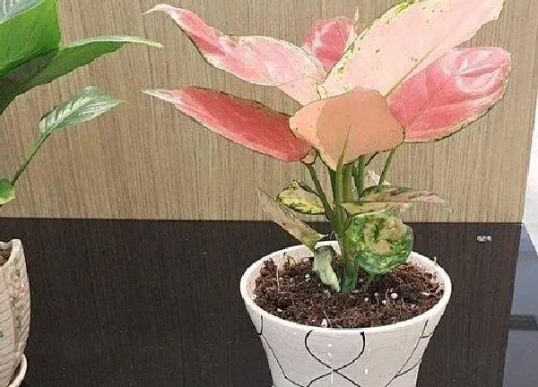 养殖科普|如意皇后能晒太阳吗