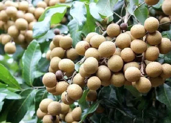 植物产地|重庆盛产什么农作物