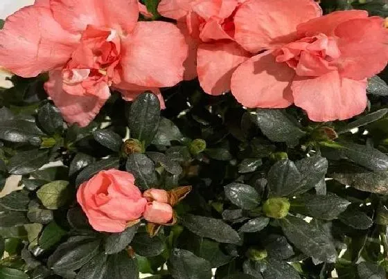 冬天植物|杜鹃花抗冻吗