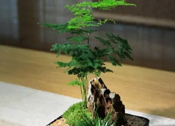 植物修剪|文松怎么修剪好看