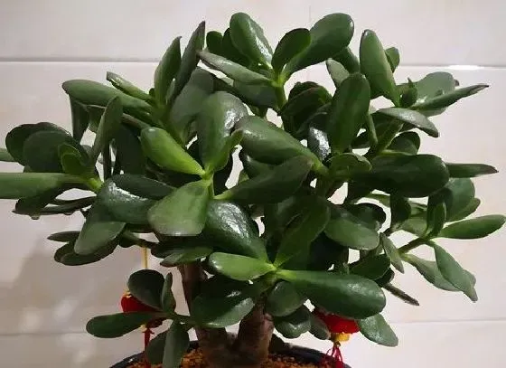 植物百科|燕子掌开花好不好 开花的风水寓意