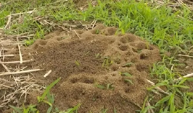 植物虫害|红火蚁如何彻底灭杀（消灭红火蚁用药最高效最简单办法 ）