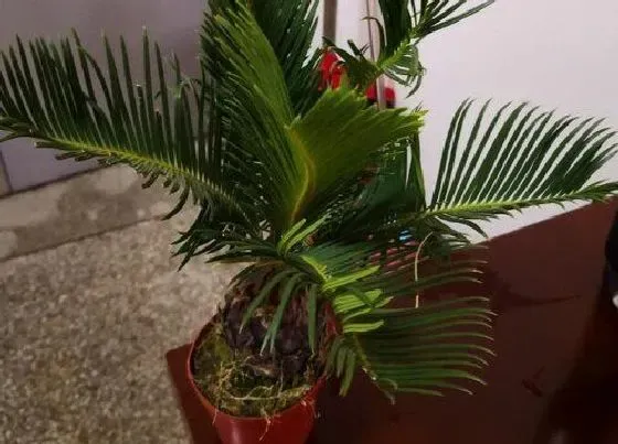 植物排行|室内木本植物有哪些