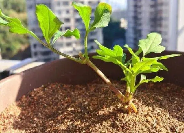 植物换土|铁线莲用什么土最好