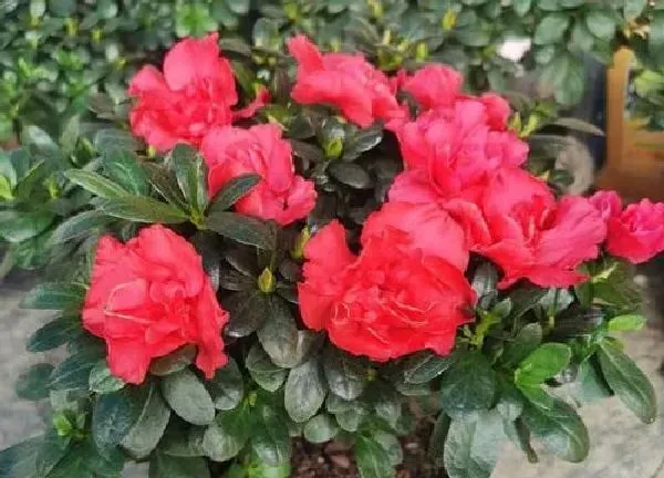 养殖方法|杜鹃花怎么养家庭养法