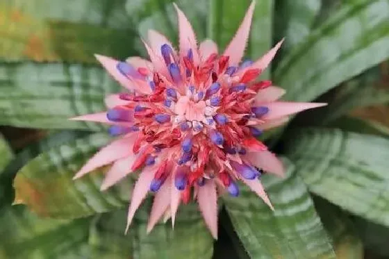 果实科普|菠萝几月开花结果 什么时候开花结果