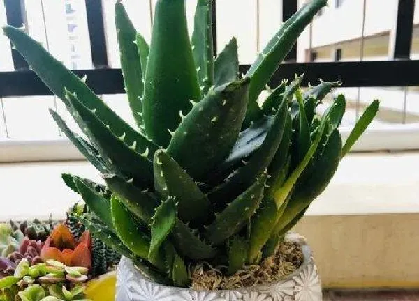 盆景|芦荟适合深盆还是浅盆