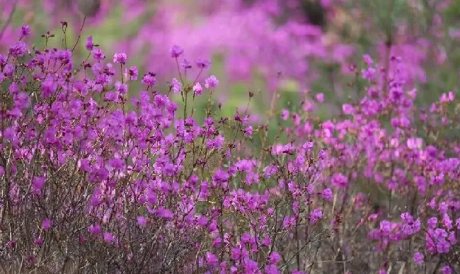 花语|干枝杜鹃花的寓意和象征含义（干枝杜鹃花寓意是什么意思）