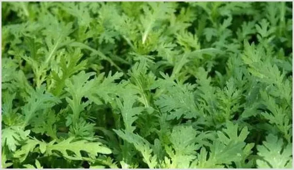 茼蒿的种植技术和管理要点 | 自然知识